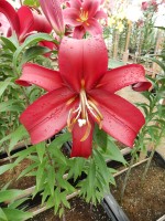 [4441 PO37 Formia No02.JPG]